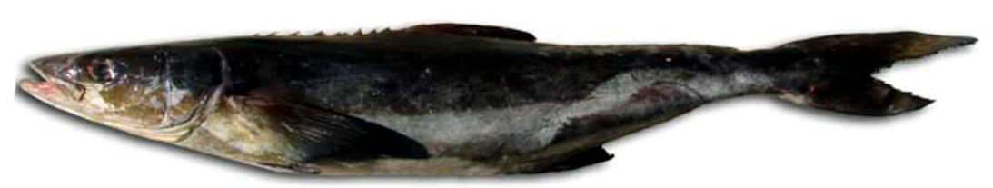 Rachycentron canadum_003